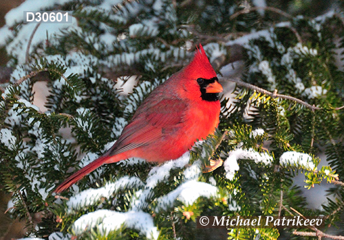 Northern Cardinal (Cardinalis cardinalis)